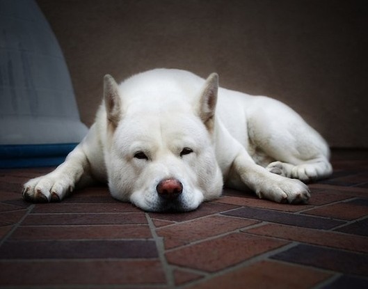 Очень милые собаки