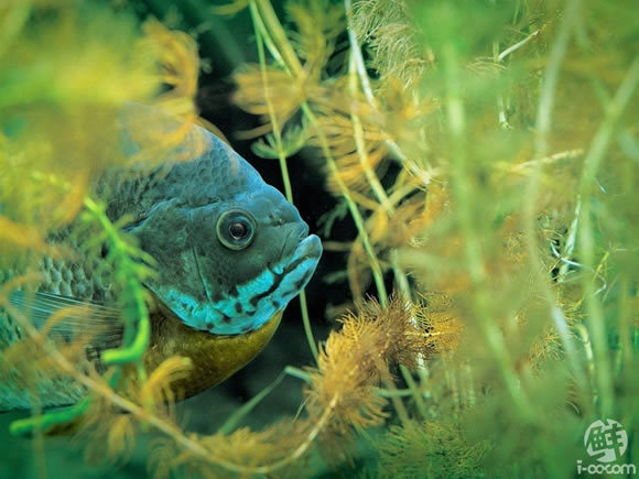 Красивые фото: глубоководные рыбы 