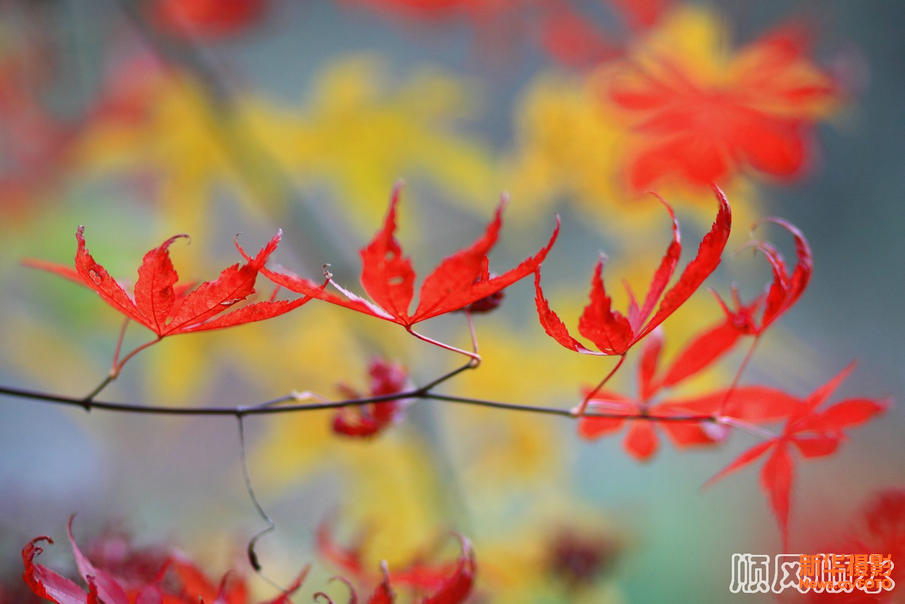 Красные листья на горах Гуанъушань провинции Сычуань