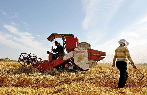 В Китае восьмой год подряд отмечается продолжительный рост валового сбора зерновых