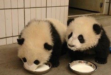  Очень симпатичные большие панды