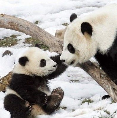  Очень симпатичные большие панды