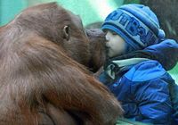 Мальчик «целуется» с гориллой