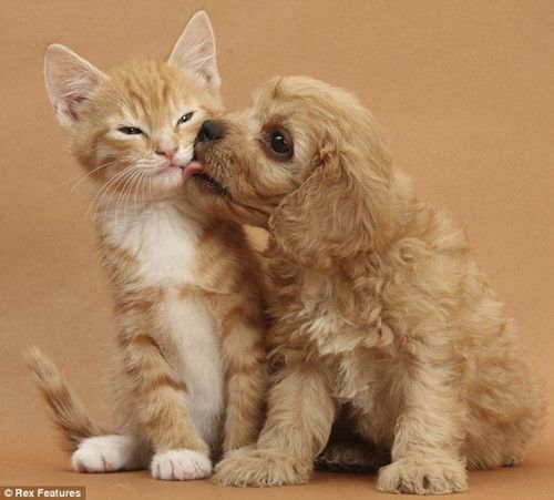 Дружеские фото животных – мы любим друг друга