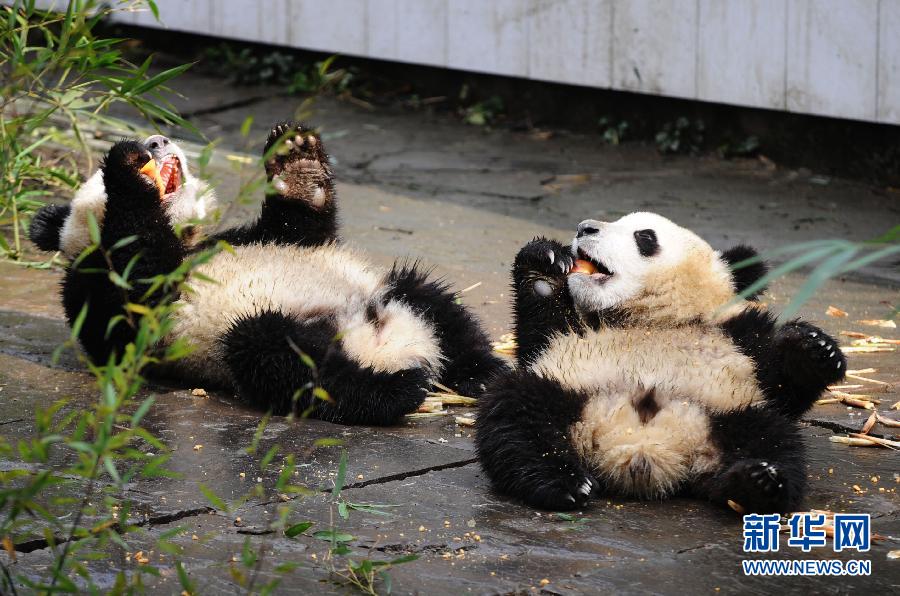 Симпатичные большие панды вкусно обедают