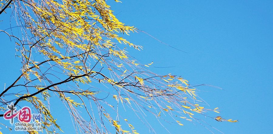 Золотая осень в горах Сишань на окраине Пекина