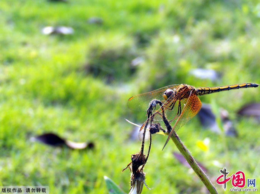 Животные и растения в государственном лесопарке Гуйфэншань провинции Гуандун