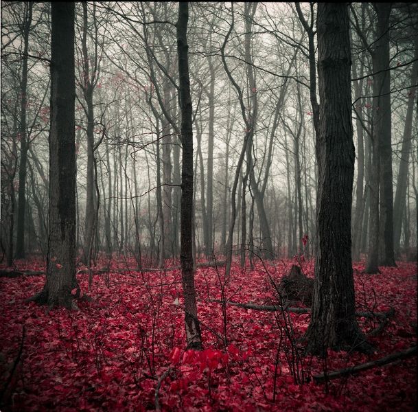 Лучшие работы фотоконкурса «Национальная география» 2011 г. 5