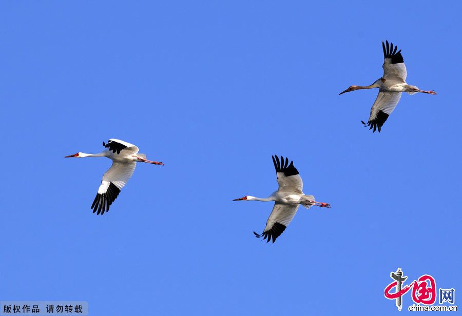 Рай птиц - заповедник Момогэ в провинции Цзилинь