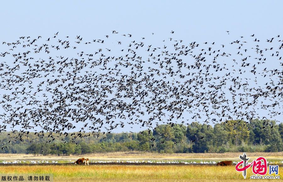 Рай птиц - заповедник Момогэ в провинции Цзилинь