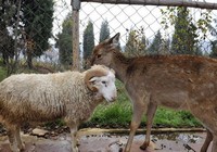 Любовь между овцой и оленем