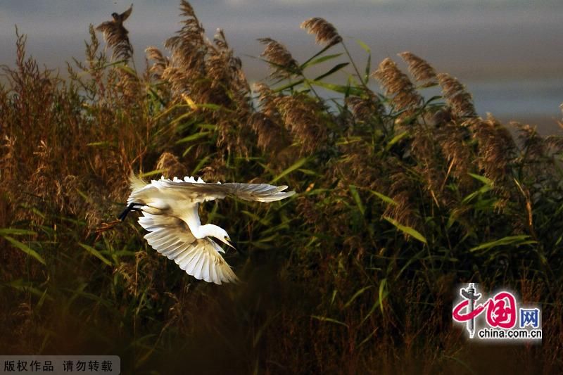 Красивые пейзажи Парка природы и экологии в курорте Бэйдайхэ г. Циньхуандао