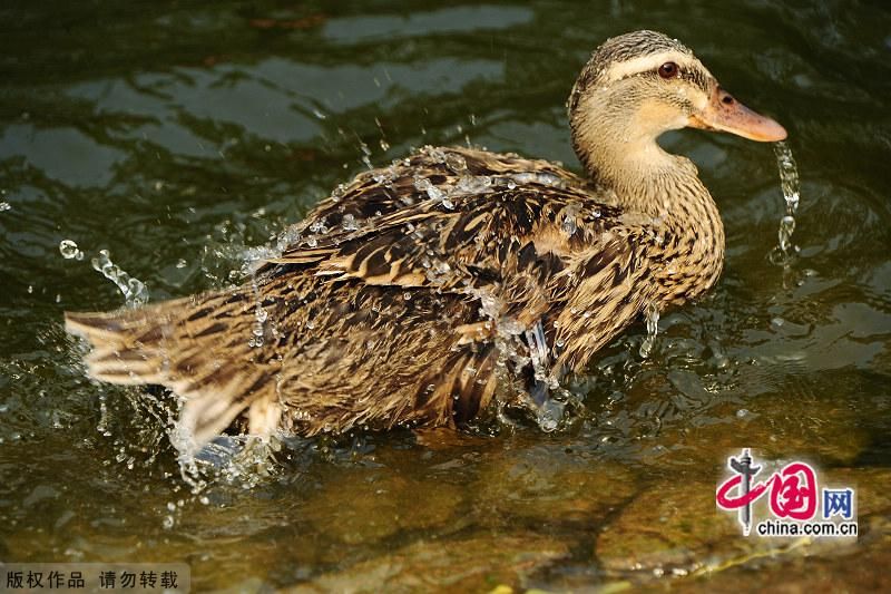 Красивые пейзажи Парка природы и экологии в курорте Бэйдайхэ г. Циньхуандао