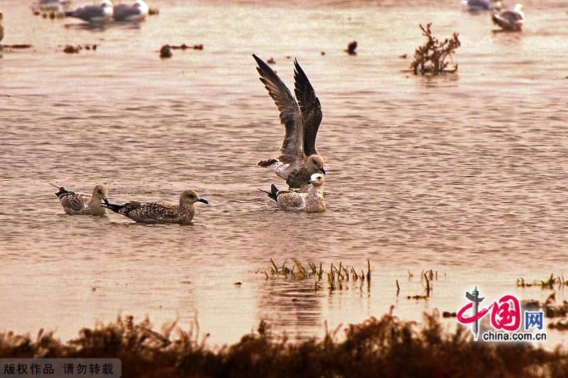 Красивые пейзажи Парка природы и экологии в курорте Бэйдайхэ г. Циньхуандао