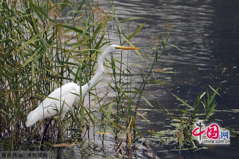 Красивые пейзажи Парка природы и экологии в курорте Бэйдайхэ г. Циньхуандао