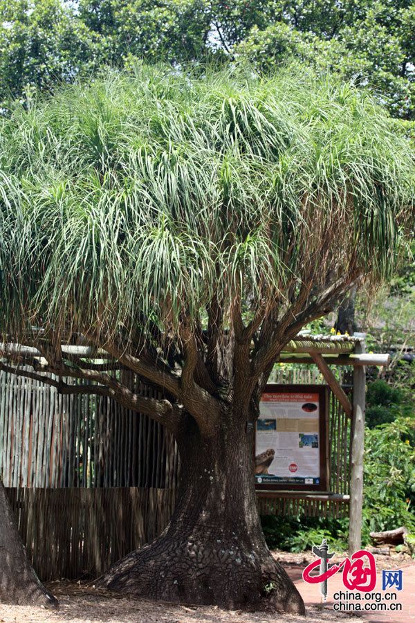 Ботанический сад в Дурбане