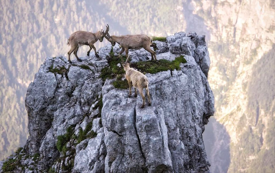 Самые смелые козлы мира: бой на отвесной скале 1