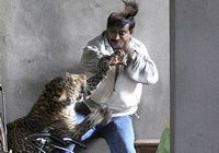Леопард в Индии напал на людей в городе 