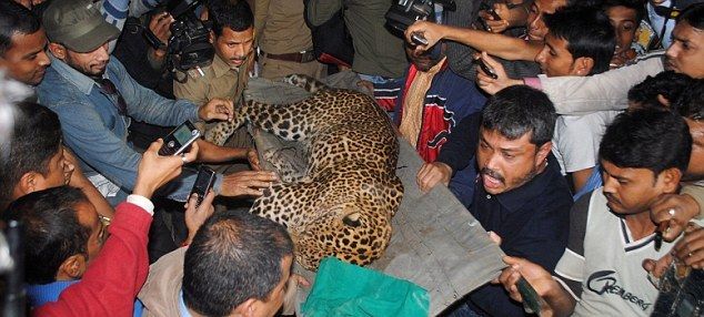 Леопард в Индии напал на людей в городе 