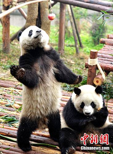 Комфортная зимняя жизнь панд в городе Чэнду