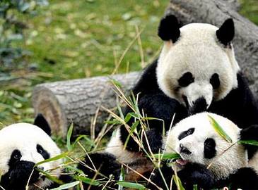 Комфортная зимняя жизнь панд в городе Чэнду