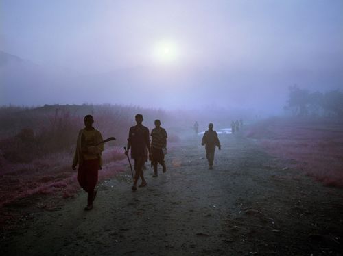 Розовый Конго в объективе фотографа
