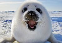 Приятная жизнь детеныша тюленя в Восточной Канаде