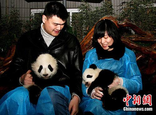 Яо Мин с женой в Чэнду лично выпустили панд на природу