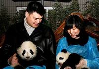 Яо Мин с женой в Чэнду лично выпустили панд на природу