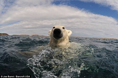 Фотографии игры в воде белых медведей