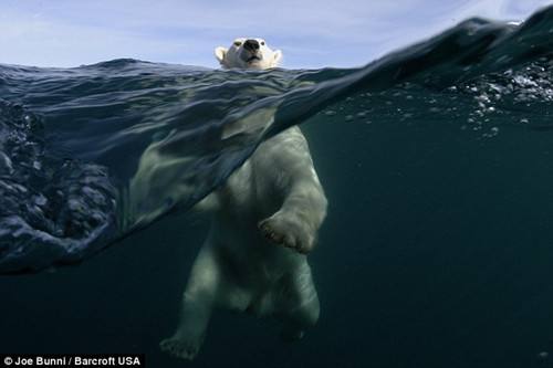 Фотографии игры в воде белых медведей