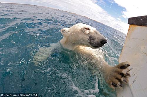 Фотографии игры в воде белых медведей