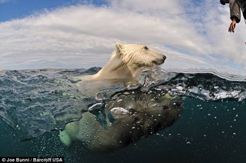 Фотографии игры в воде белых медведей