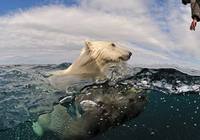 Фотографии игры в воде белых медведей