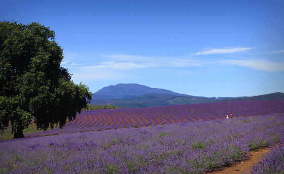 Крупнейшая лавандовая ферма в Южном полушарии (Bridestowe Lavender Farm) 2