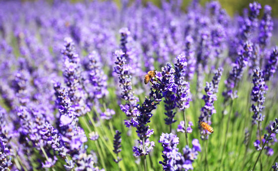 Крупнейшая лавандовая ферма в Южном полушарии (Bridestowe Lavender Farm) 3