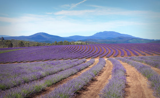 Крупнейшая лавандовая ферма в Южном полушарии (Bridestowe Lavender Farm) 4