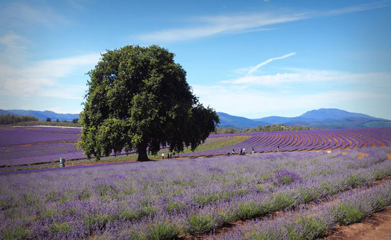 Крупнейшая лавандовая ферма в Южном полушарии (Bridestowe Lavender Farm) 5