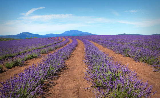 Крупнейшая лавандовая ферма в Южном полушарии (Bridestowe Lavender Farm) 6