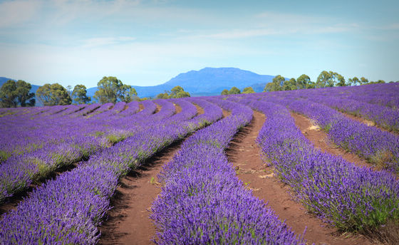 Крупнейшая лавандовая ферма в Южном полушарии (Bridestowe Lavender Farm) 7