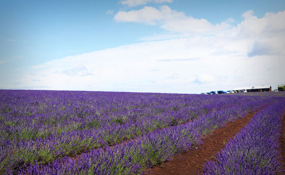 Крупнейшая лавандовая ферма в Южном полушарии (Bridestowe Lavender Farm) 12