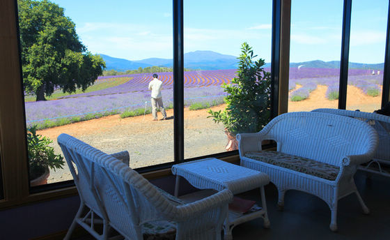 Крупнейшая лавандовая ферма в Южном полушарии (Bridestowe Lavender Farm) 134