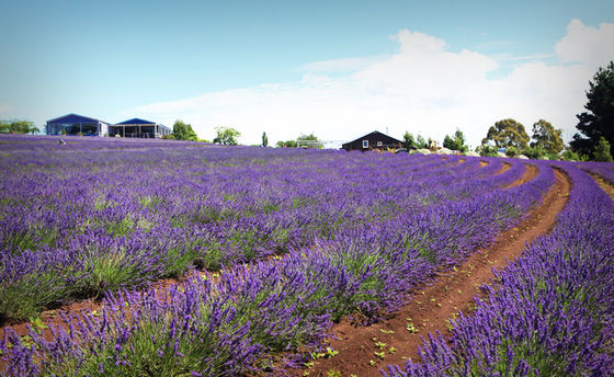 Крупнейшая лавандовая ферма в Южном полушарии (Bridestowe Lavender Farm) 16