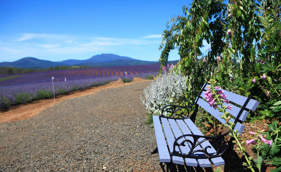 Крупнейшая лавандовая ферма в Южном полушарии (Bridestowe Lavender Farm) 18