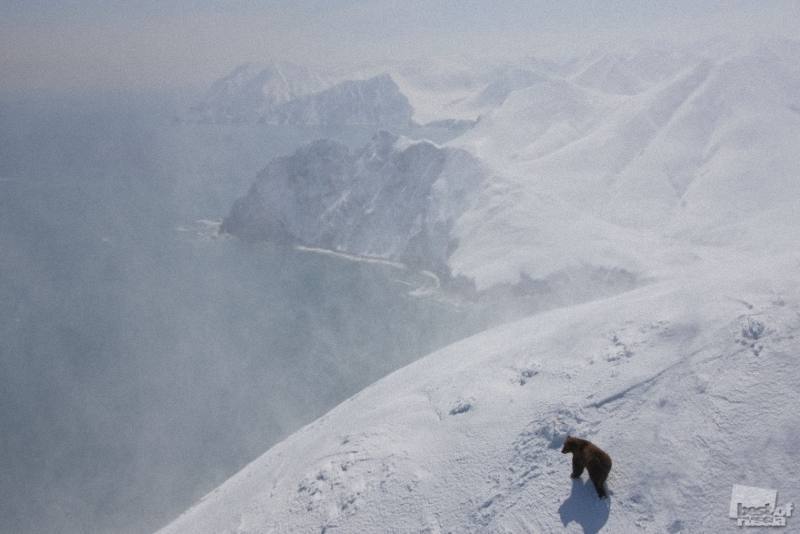 Лучшие фотографии дикой природы России 2011 года