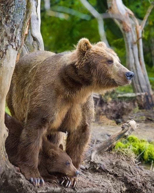 Российские фотографы, рискуя жизнью, приблизились к семье медведей, и сделали уникальную серию фотографий. 