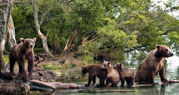 Российские фотографы, рискуя жизнью, приблизились к семье медведей, и сделали уникальную серию фотографий. 