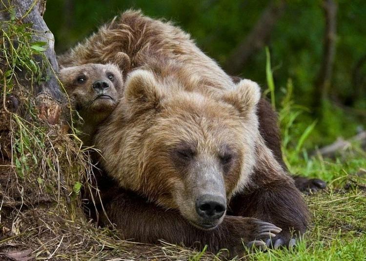 Российские фотографы, рискуя жизнью, приблизились к семье медведей, и сделали уникальную серию фотографий. 