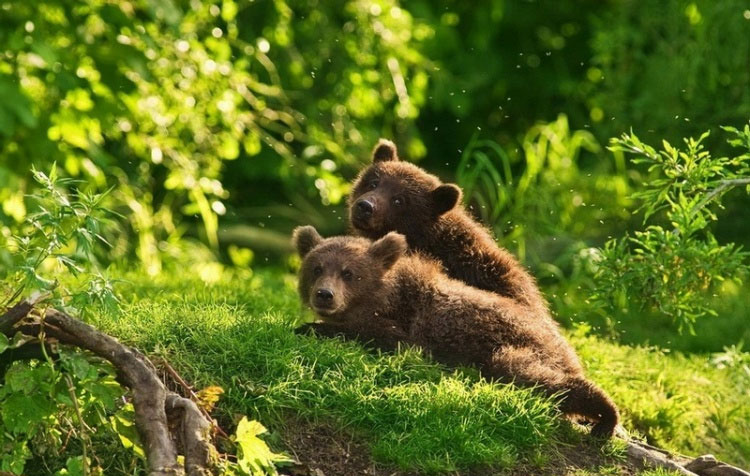 Российские фотографы, рискуя жизнью, приблизились к семье медведей, и сделали уникальную серию фотографий. 