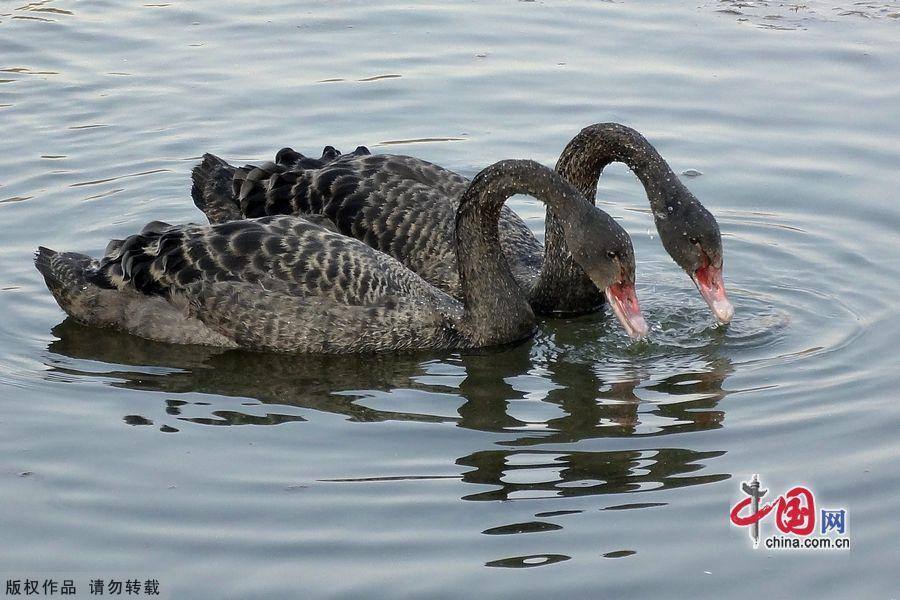 Любовная пара черных лебедей в парке «Юаньминъюань»